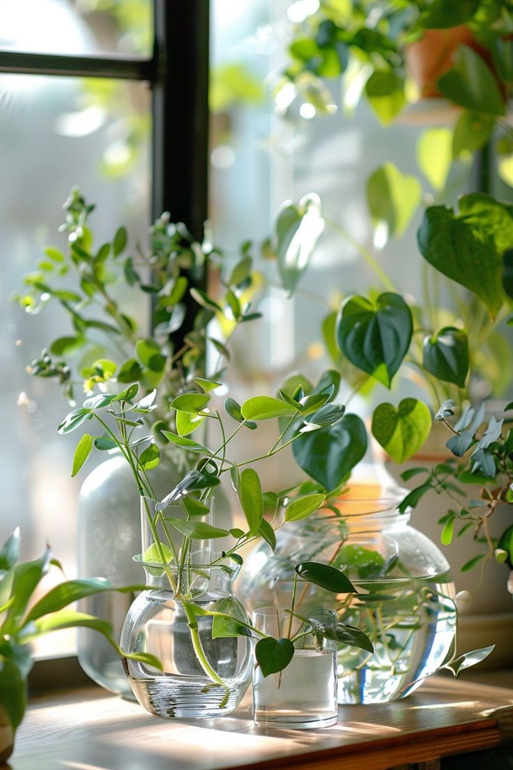 Houseplants In Water Houseplants In Water